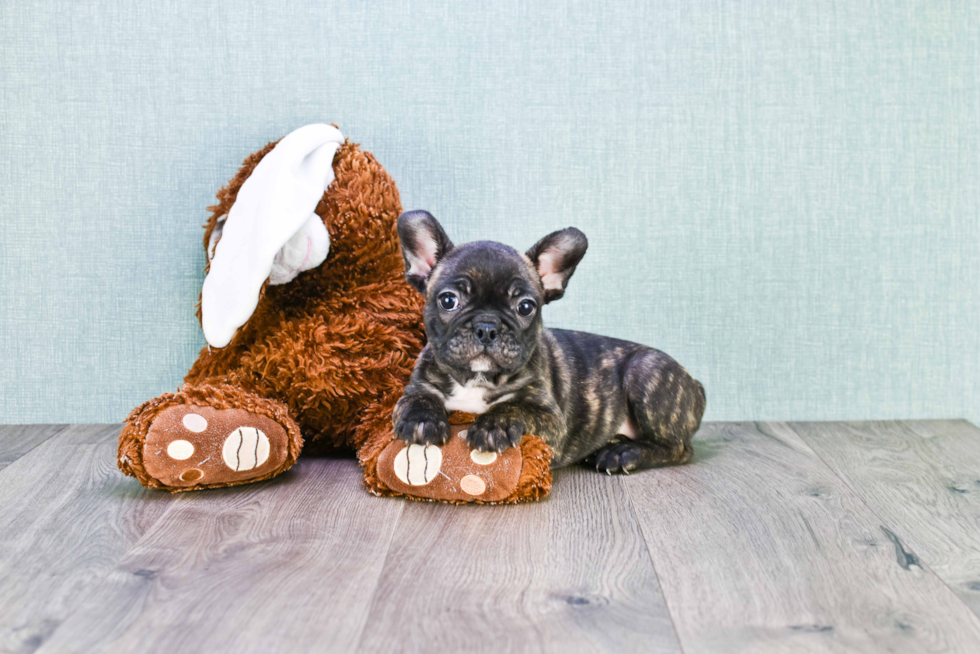 Friendly French Bulldog Purebred Pup