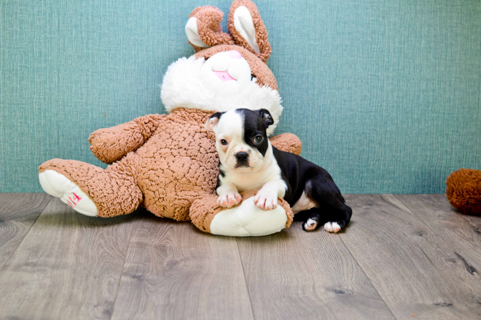 Friendly Boston Terrier Purebred Pup