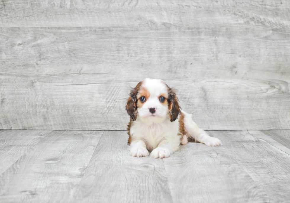 Hypoallergenic Cavalier Designer Puppy