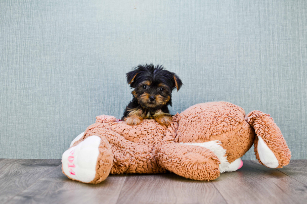 Meet Nugget - our Yorkshire Terrier Puppy Photo 