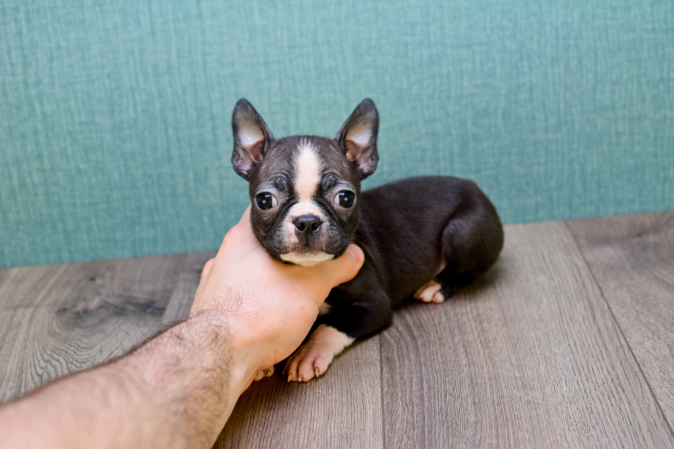 Boston Terrier Puppy for Adoption