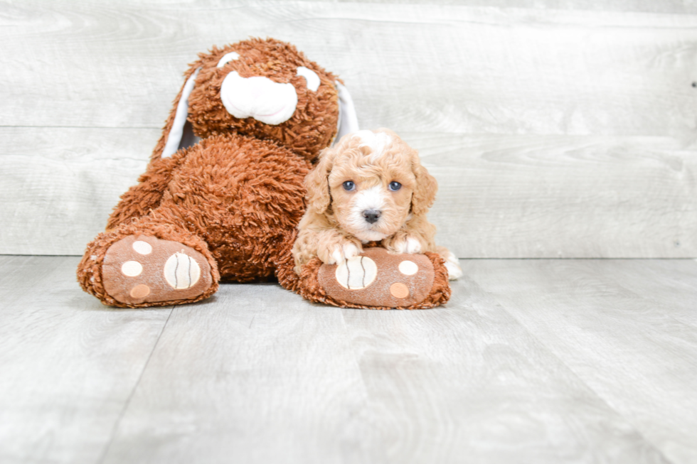 Best Cavapoo Baby