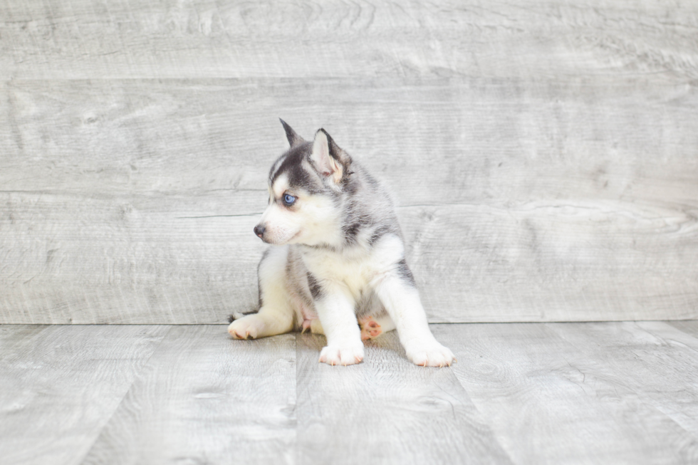 Cute Pomsky Baby