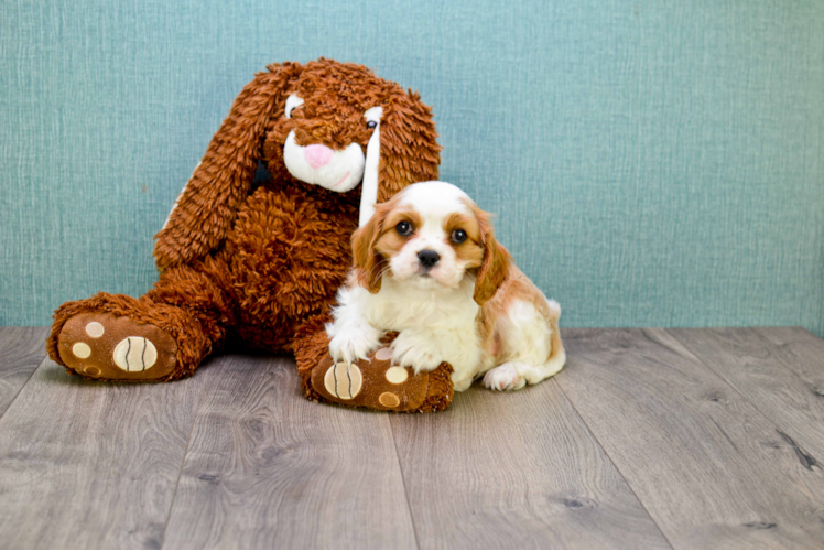 Cavalier King Charles Spaniel Pup Being Cute