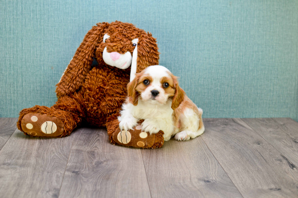 Cavalier King Charles Spaniel Pup Being Cute