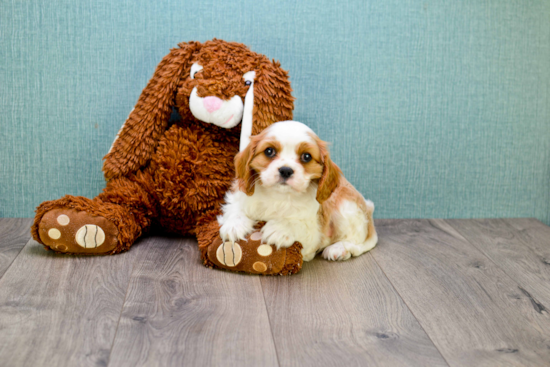 Cavalier King Charles Spaniel Pup Being Cute