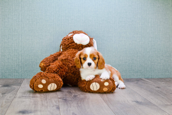 Hypoallergenic Cavalier King Charles Spaniel Baby