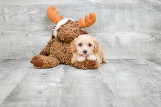 Best Cavachon Baby