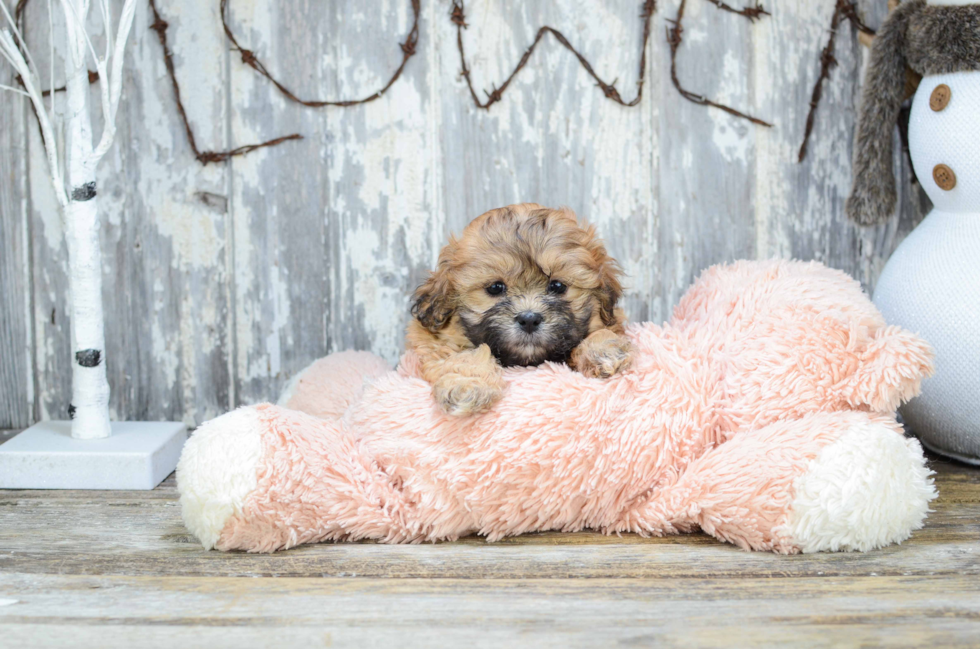 Teddy Bear Pup Being Cute