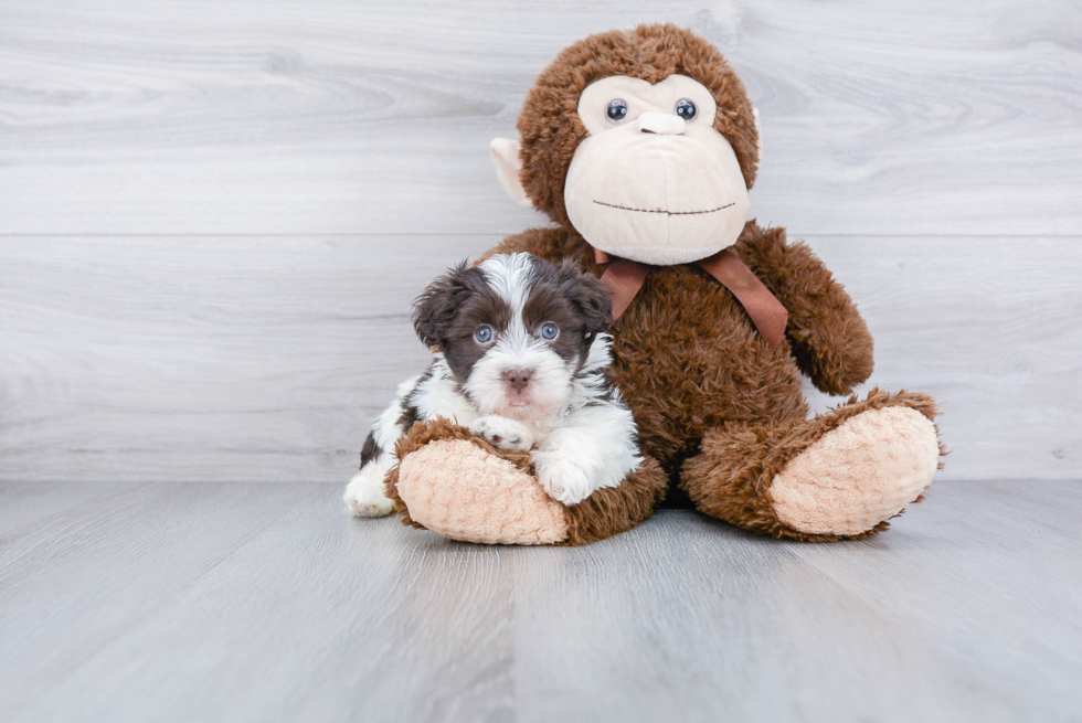 Havanese Pup Being Cute