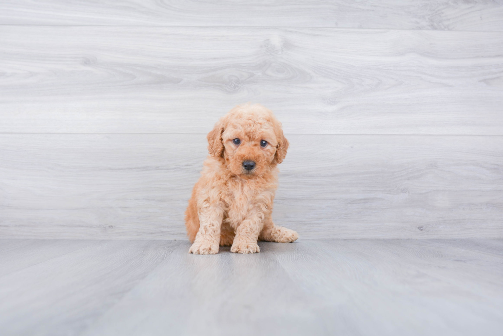 Mini Goldendoodle Puppy for Adoption