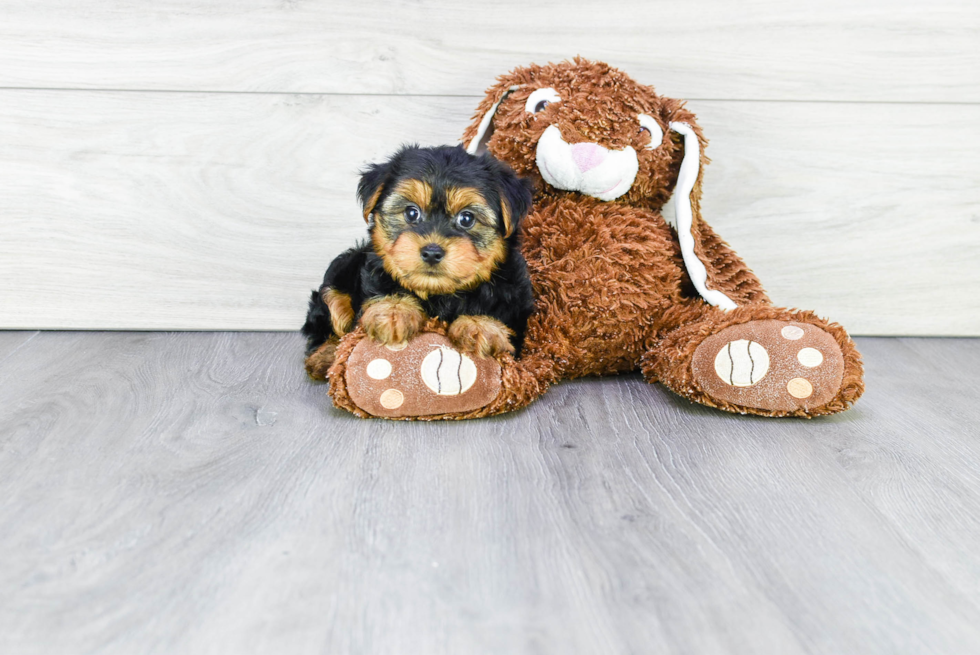 Meet Jeremy - our Yorkshire Terrier Puppy Photo 