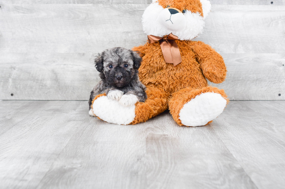 Havanese Pup Being Cute