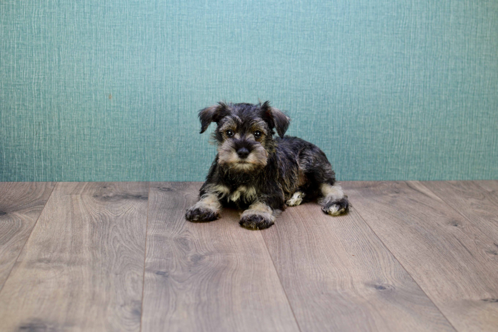 Cute Mini Schnauzer Baby