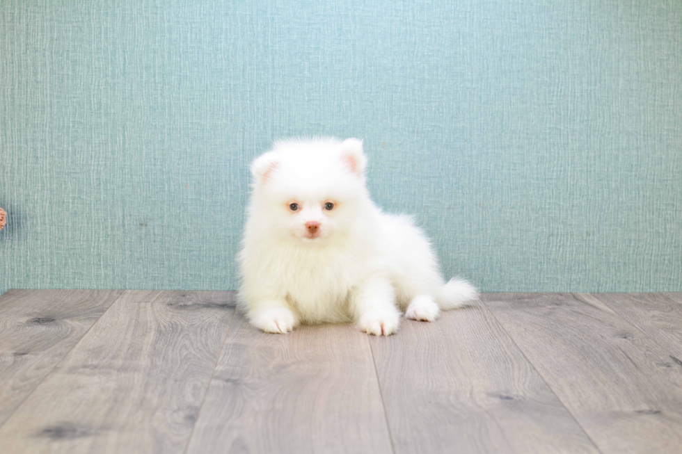 Fluffy Pomeranian Purebred Puppy