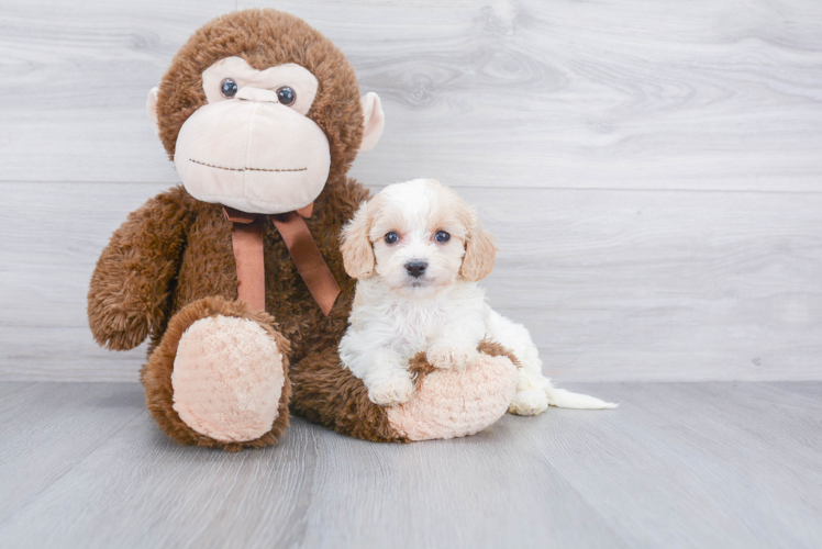 Smart Cavachon Designer Pup