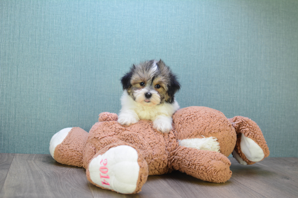 Best Morkie Baby