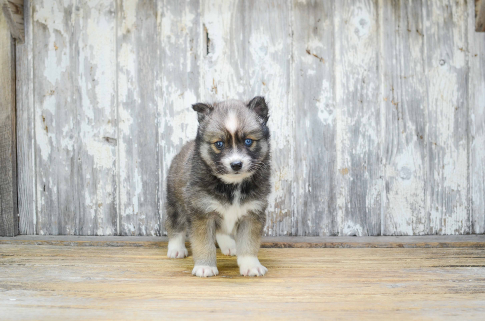 Pomsky Pup Being Cute