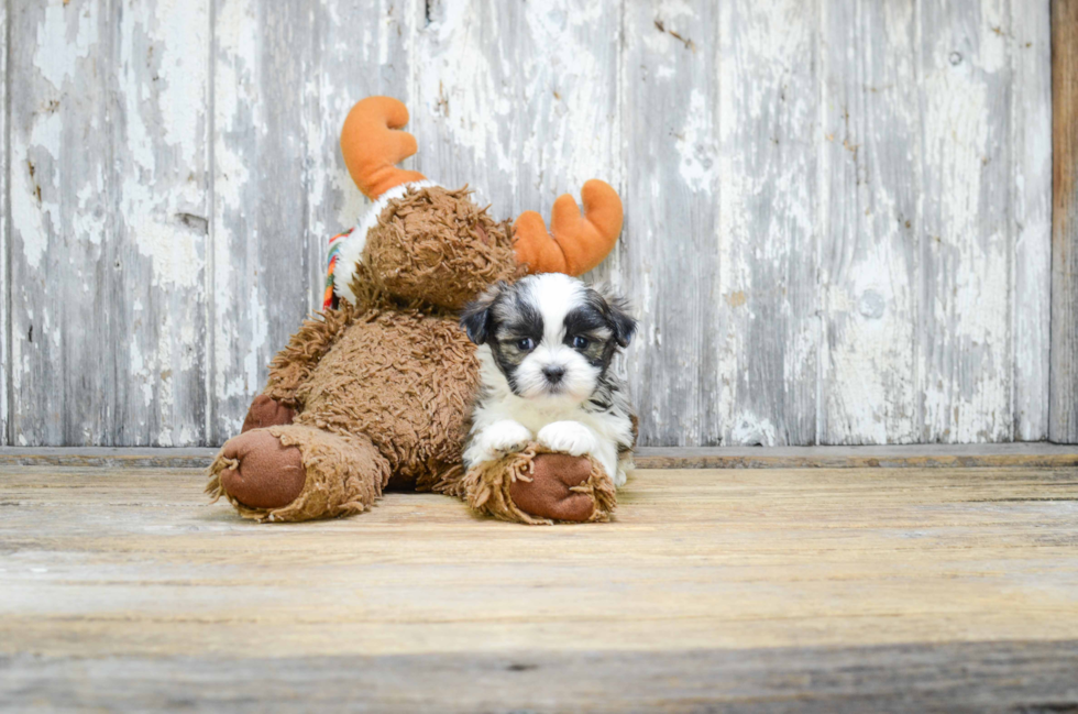 Happy Teddy Bear Baby