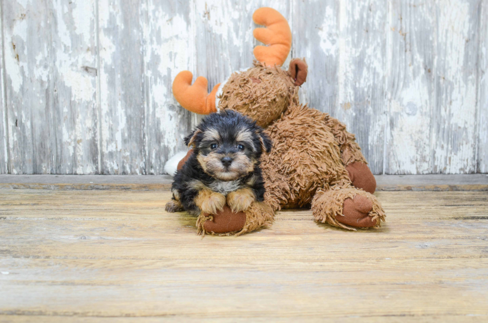 Smart Morkie Designer Pup