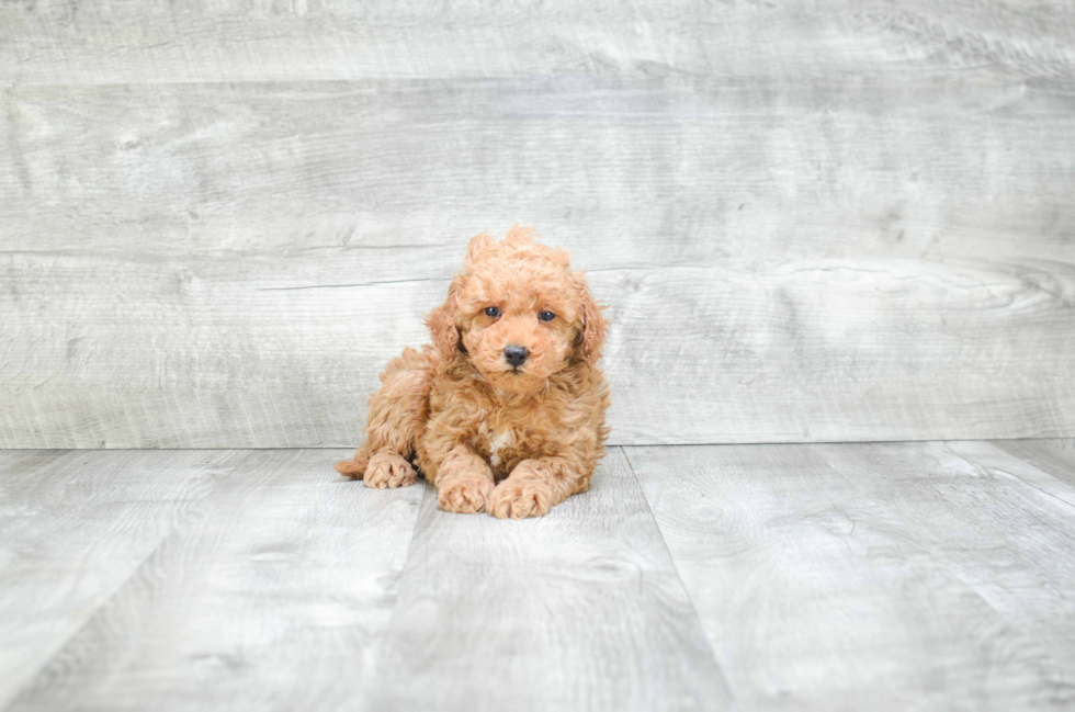 Hypoallergenic Cavoodle Poodle Mix Puppy