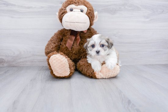 Funny Teddy Bear Designer Pup