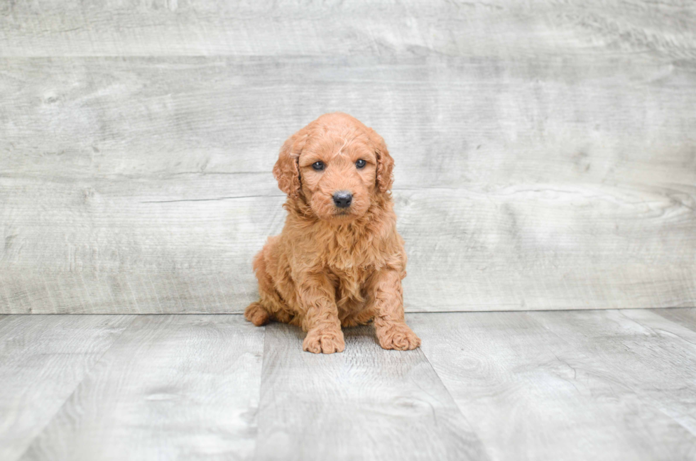 Mini Goldendoodle Pup Being Cute