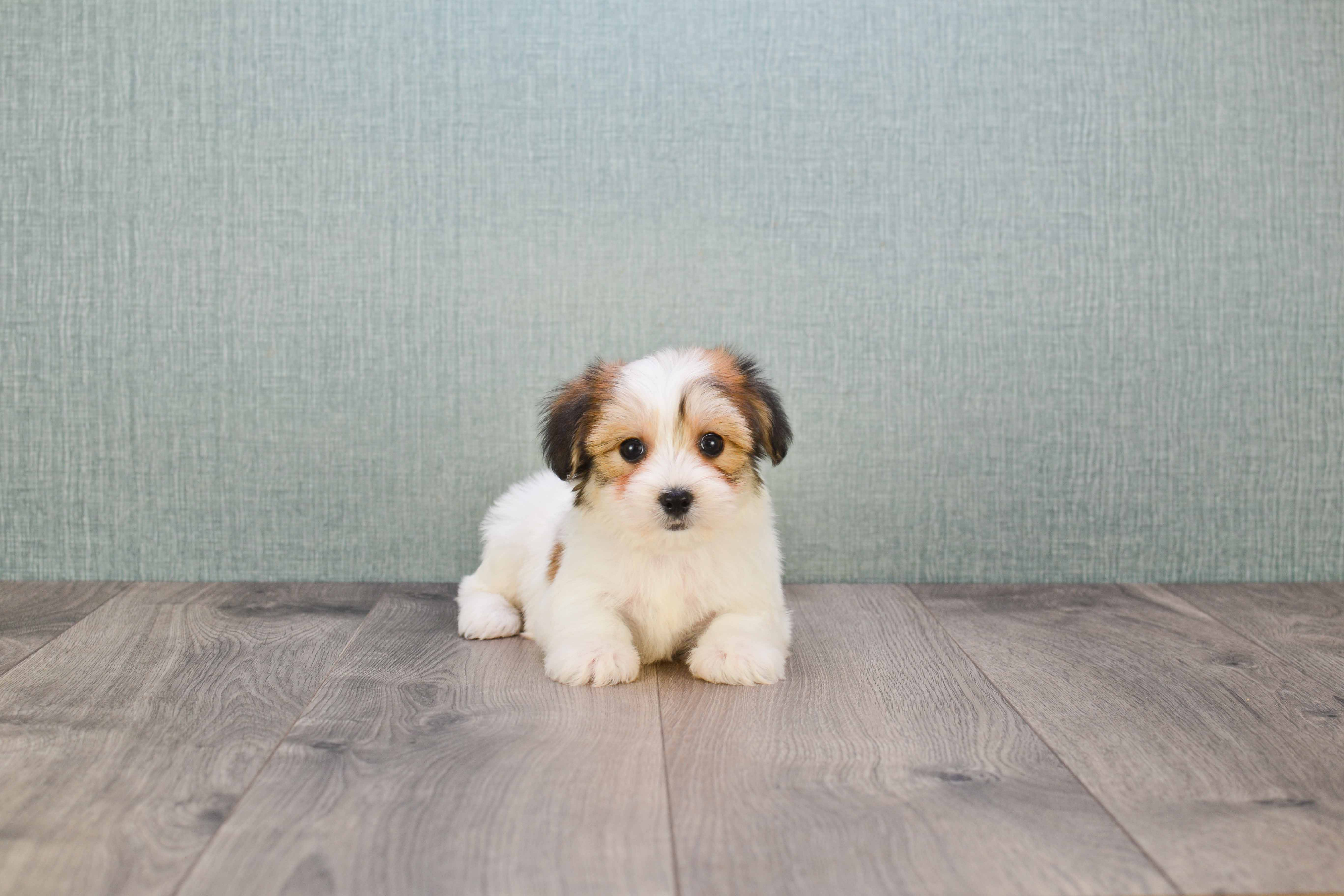Sweet Morkie Baby