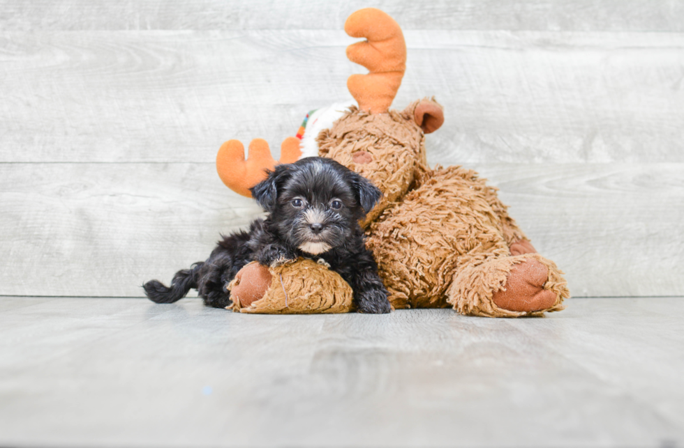 Adorable Yorkie Designer Puppy