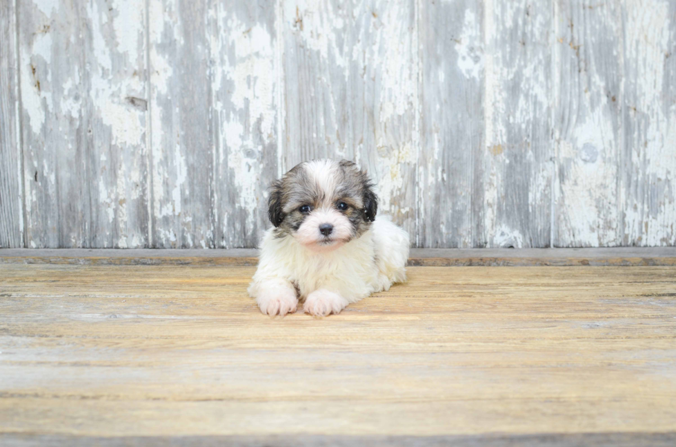 Adorable Shichon Designer Puppy