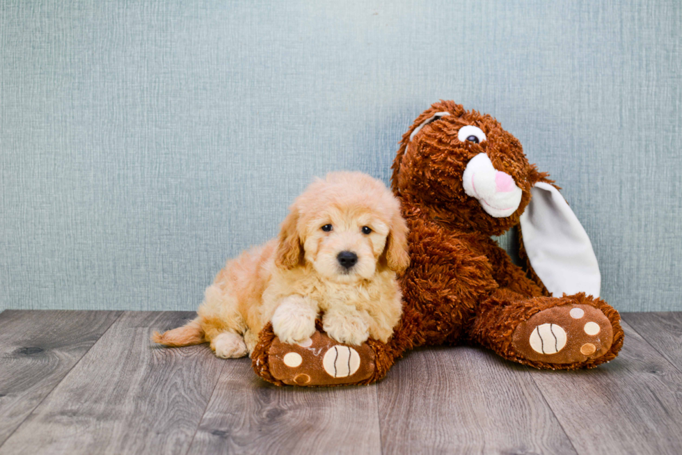 Best Mini Goldendoodle Baby