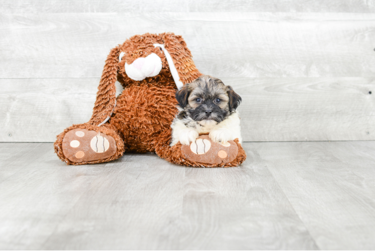 Friendly Teddy Bear Baby
