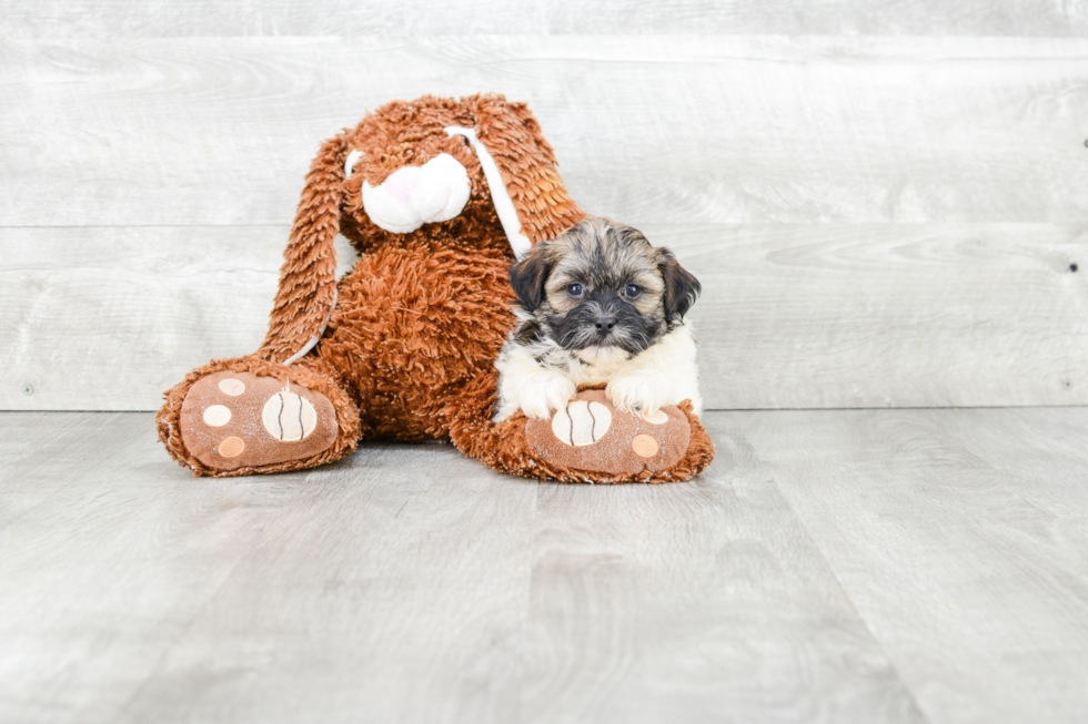 Friendly Teddy Bear Baby