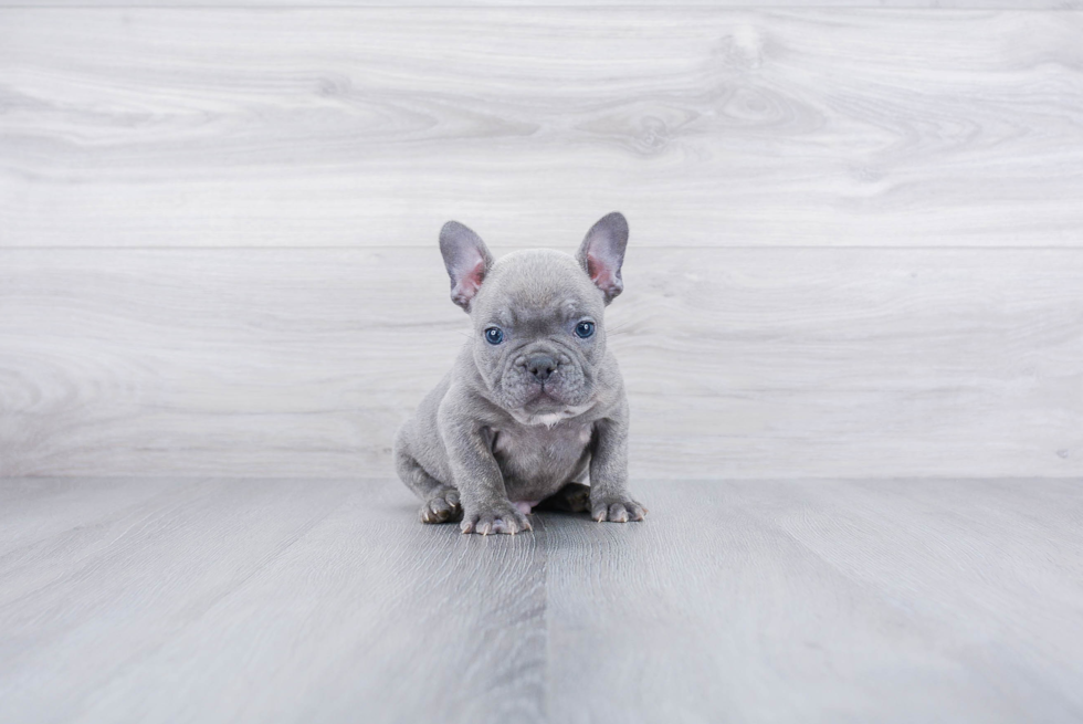 Friendly French Bulldog Purebred Pup