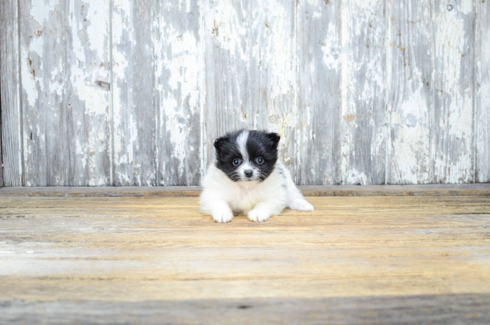 Pomeranian Pup Being Cute