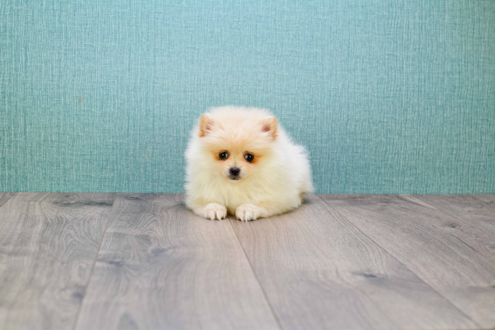 Little Pomeranian Baby