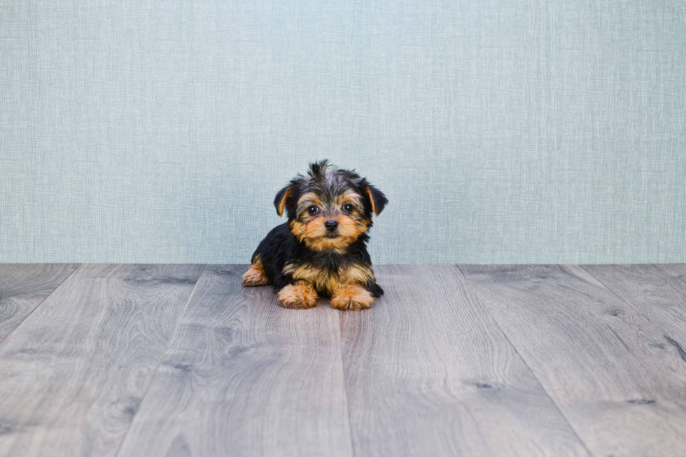 Meet Goldie - our Yorkshire Terrier Puppy Photo 