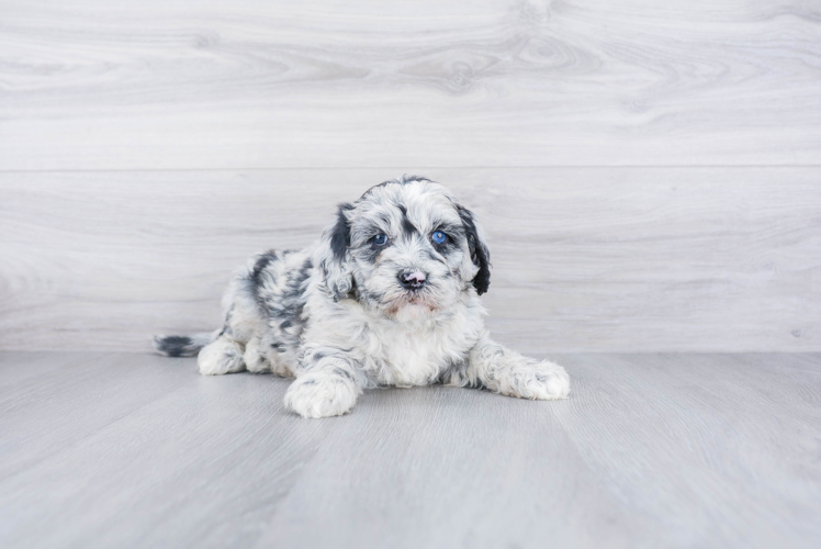 Popular Mini Sheepadoodle Poodle Mix Pup