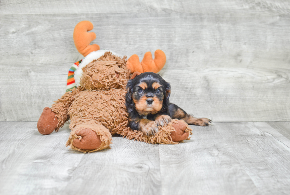 Playful Cavalier King Charles Spaniel Baby