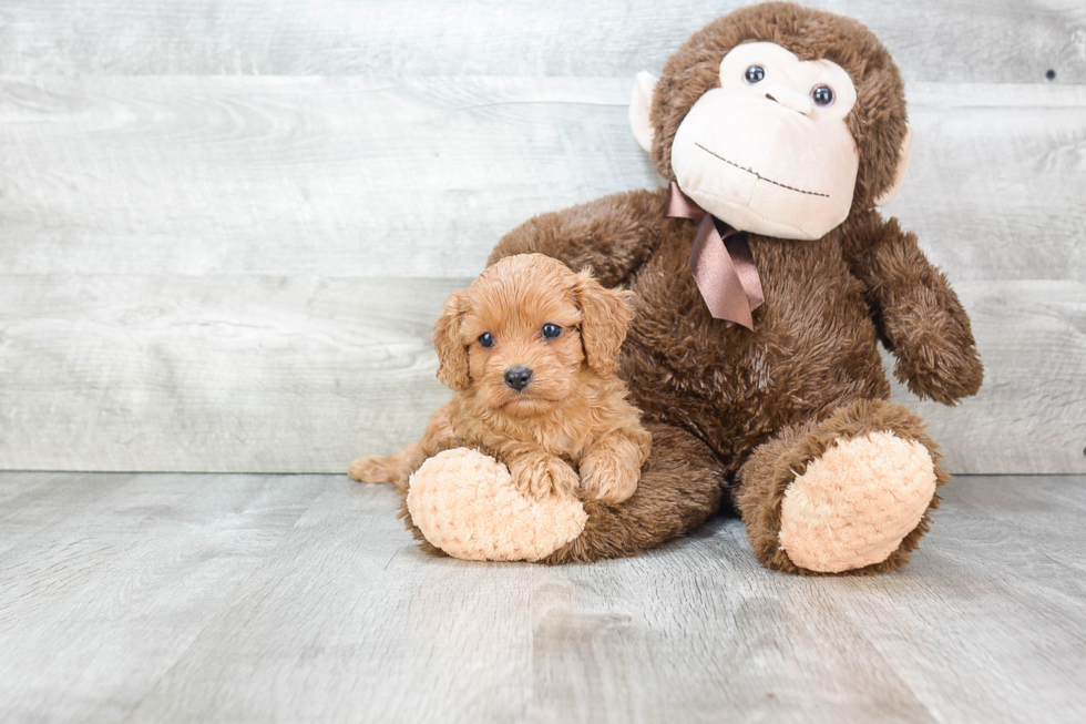 Cavapoo Pup Being Cute