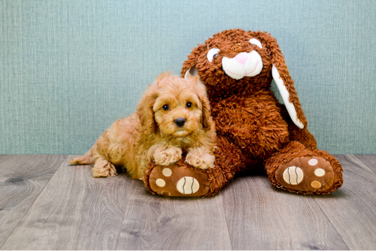 Sweet Mini Goldendoodle Baby