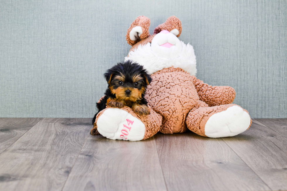 Meet Ronaldo - our Yorkshire Terrier Puppy Photo 