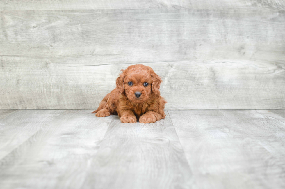 Popular Cavapoo Poodle Mix Pup