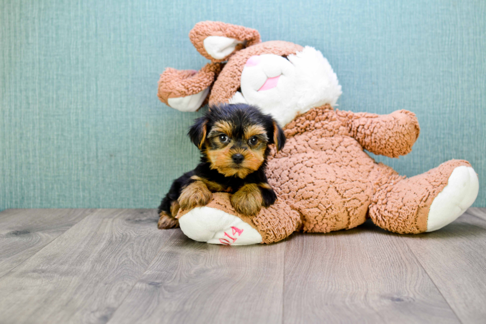 Meet Izzie - our Yorkshire Terrier Puppy Photo 