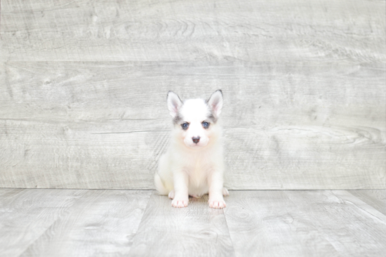 Pomsky Puppy for Adoption