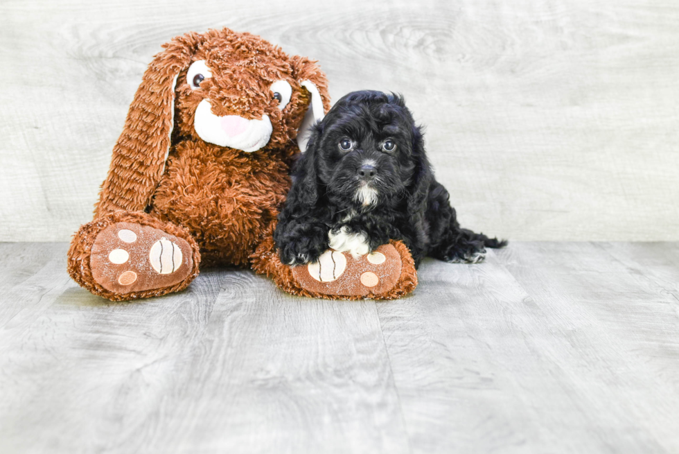 Cavapoo Pup Being Cute