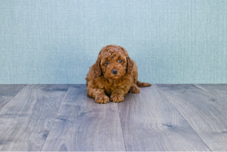 Cute Mini Goldendoodle Baby