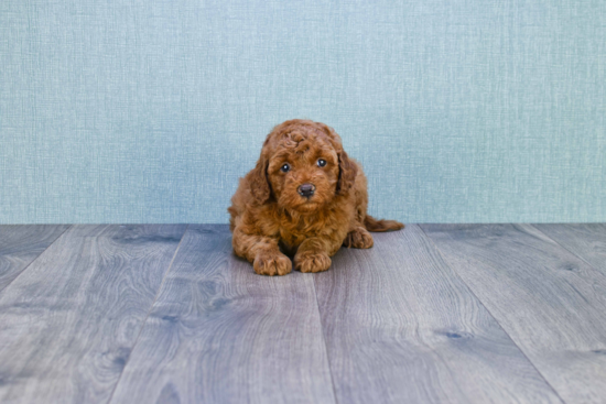 Cute Mini Goldendoodle Baby