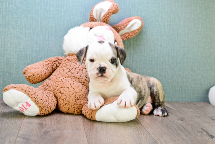 Best English Bulldog Baby