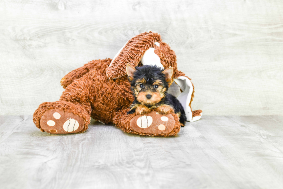 Meet Fiona - our Yorkshire Terrier Puppy Photo 